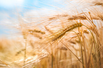 golden wheat field in summer - 442113197