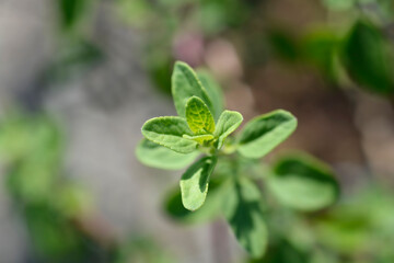 Baby sage Red Velvet