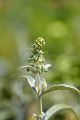 Summer lilac White Ball