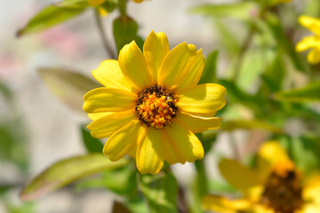 Common zinnia