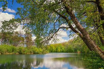 lake in a summer park, blooming nature in summer, beautiful sky with clouds