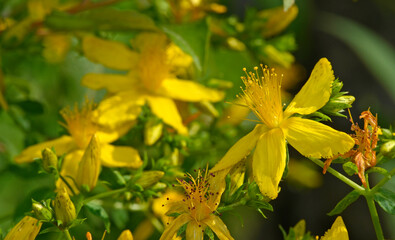 Perforate St John's-wort // Echtes Johanniskraut (Hypericum perforatum)