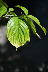 Flowering Dogwood Cherokee Chief