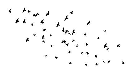 A flock of flying birds. Vector illustration