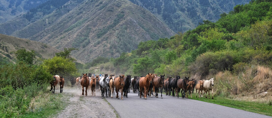 Obraz premium horses in the mountains