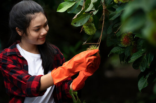 Asian Woman Harvesting Rambutan In Asian Rambutan Farm