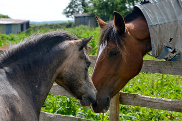 Portrait of two horses sniffing each other over a fence. 