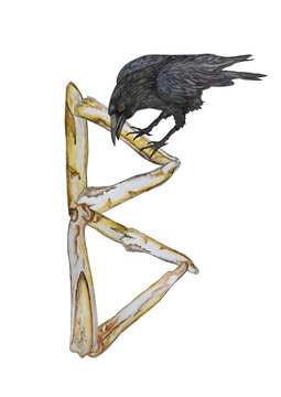 Illustration with rune Bercana and raven.