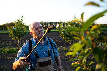 Senior agronomist spraying fruit plants with insecticide to improve health of his orchard.