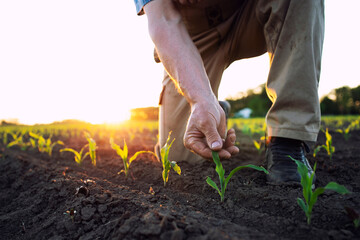 Unrecognizable field worker or agronomist checking health of corn crops in the field. - obrazy, fototapety, plakaty