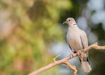 dove on a branch