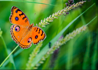 Peacock Pancy Butterfly in Garden