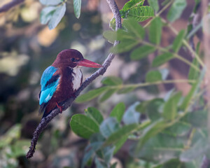 kingfisher on branch