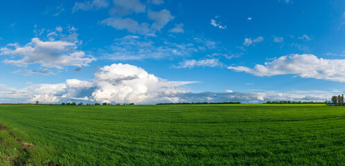 green field of winter wheat, blue sky and clouds