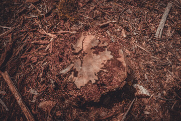 background of a trunk