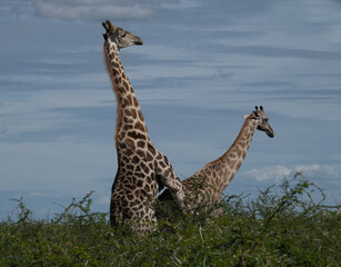 Giraffe Africa