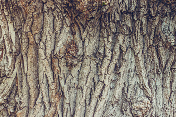 bark of a tree