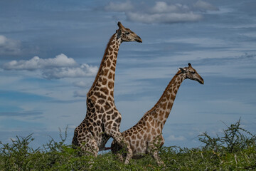 Giraffe Africa
