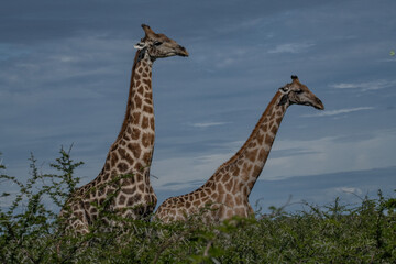 Giraffe Africa