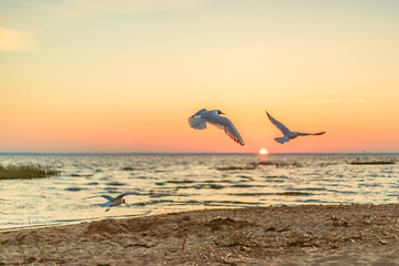 silhouette of seagulls on the beach on sunset