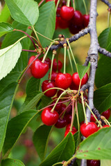 Ripe sweet cherry berries on a tree with green leaves. Cherry harvest. Red ripe cherries in the garden
