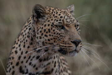 Leopard Africa