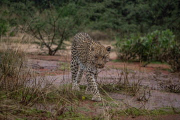 Leopard Africa