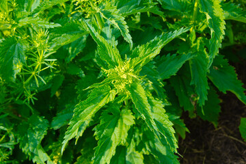 Urtica dioica or stinging nettle Medicinal plants.
Green leaves of nettle. Close-up.