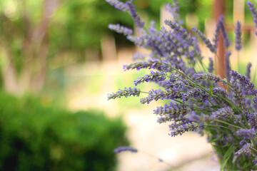 Vase with fresh picked lavender flowers in a garden. Selective focus.