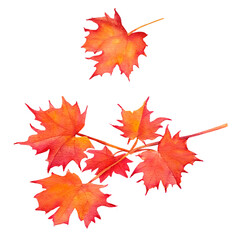 Watercolor maple leaf, orange, yellow, red. Forest and timber symbol sign. Nature tree logo.