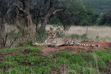 Cheetah Africa
