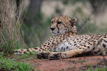 Cheetah Africa