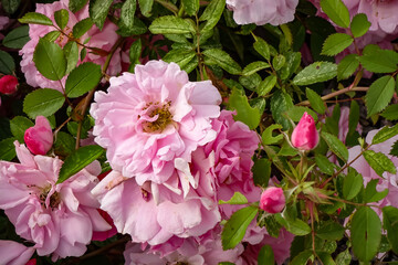 Close up of pink open flowers and buds of rose bush. Romantic fresh and tender.