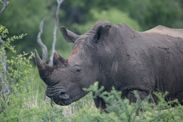 Obraz premium White Rhino Namibia South Africa