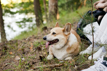 Corgi pembroke dog on a hike outdoors