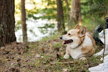 Corgi pembroke dog on a hike outdoors