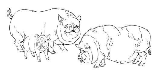 Vietnamese pigs family. Coloring page with the animals. Small domestic pig with piglets for coloring. Digital drawing.	