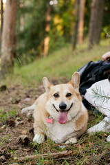 Naklejka na ściany i meble Corgi pembroke dog on a hike outdoors