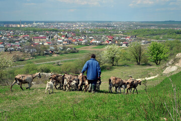 Herd of goats with a shepherd comes back from pasture near the city