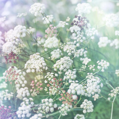Nature background with spring flowers. Selective and soft focus.	