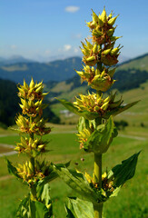 Gentiane jaune au col des Annes, Grand-Bornand, Haute-Savoie, France