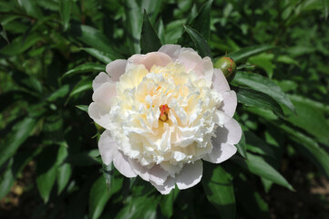White peony flower blooming in the garden, macro closeup.