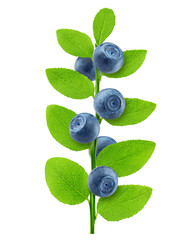 Blueberries on branch with leaves, isolated on white background, clipping path, full depth of field