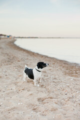 Black and white jack russel terrier dog at the beach 