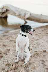 Black and white jack russel terrier dog at the beach 