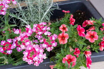 Fototapeta na wymiar pink flowers in pots