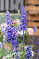 Obraz premium bouquet of purple flowers 