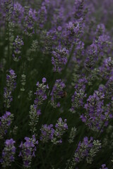 Obraz premium flowers in the garden