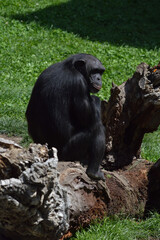 gorila pensativo