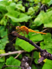 Dragonfly photography 